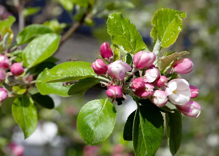 公寓 Am Marienbach